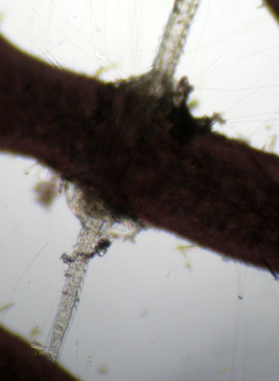 (Micro)mostri marini